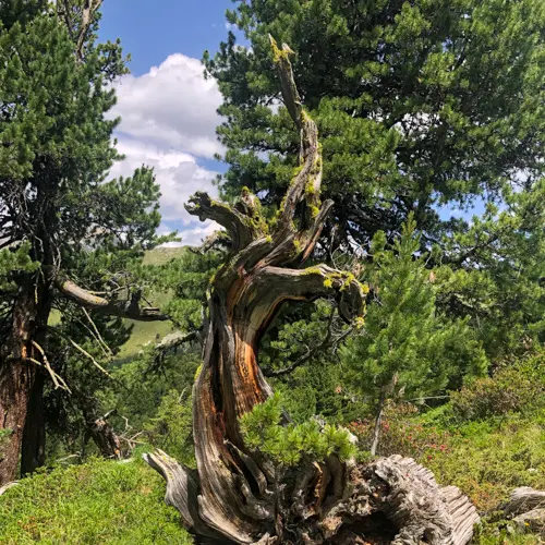 https://nationalpark.ch/forschung/god-da-tamangur-die-geschichte-eines-symboltraechtigen-waldes/