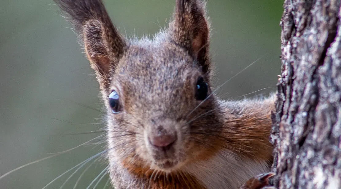 Eichhörnchen blickt frech in Kamera