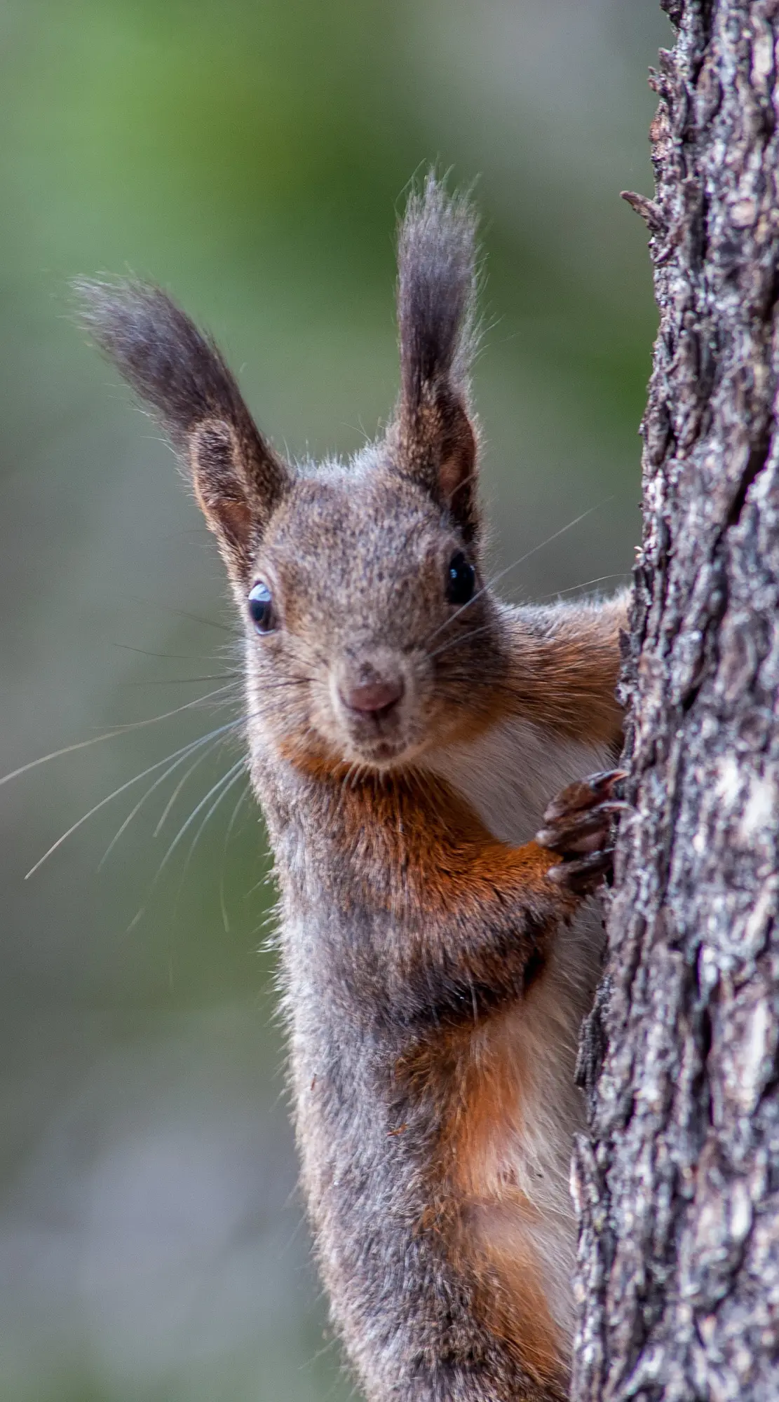 Eichhörnchen blickt frech in Kamera