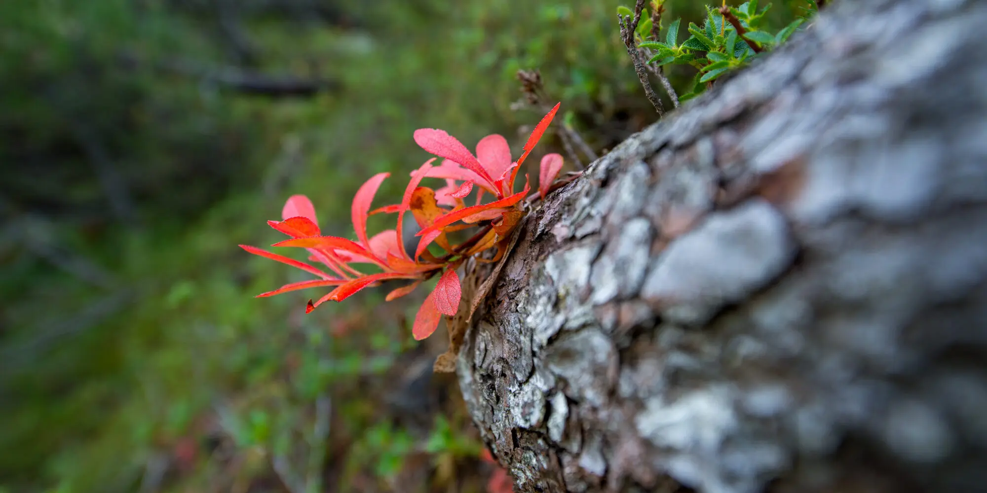 rotgefärbtes Blatt einer Alpenbärentraube im Herbst