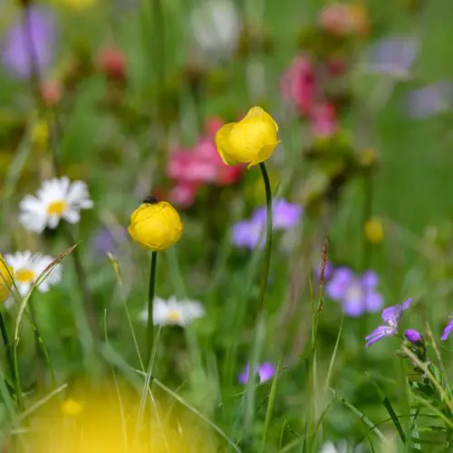 Flowering alpine meadows