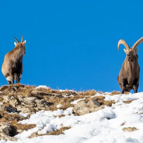Female and male ibex
