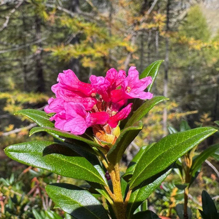 Passend zu diesem ultra heissen Sommer und Herbst blühen die…