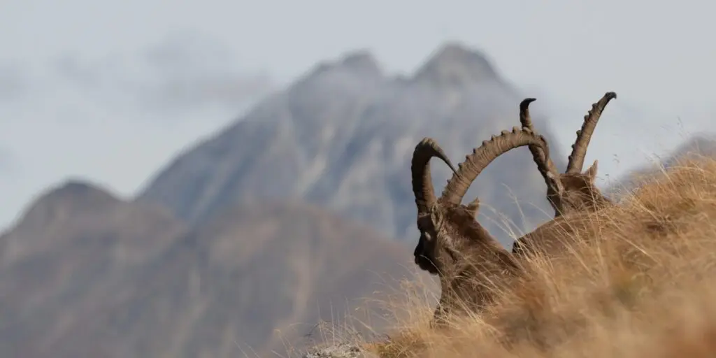 Schweizerischer Nationalpark hat sein/ihr Titelbild aktualisiert.