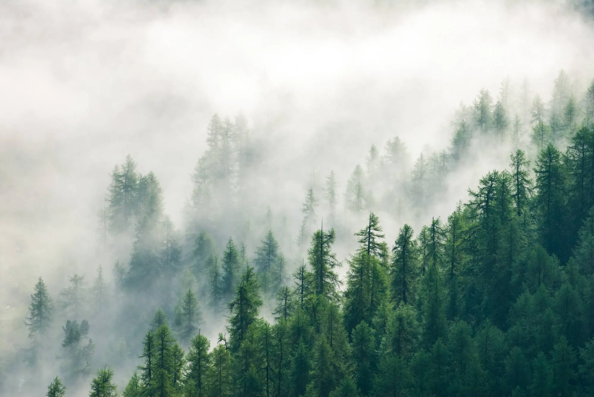 Nebelstimmung im Bergwald