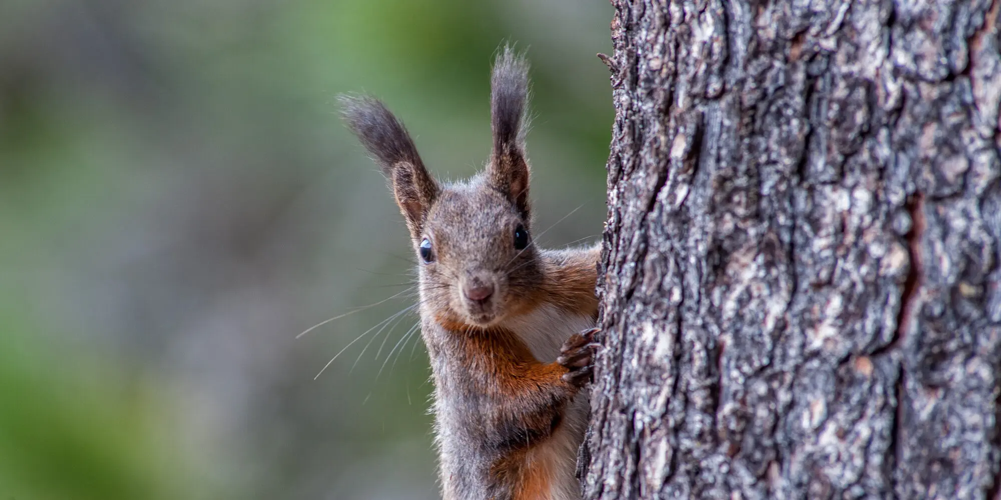 Eichhörnchen mit ausgeprägten Pinseln an den Ohren an Baumstamm