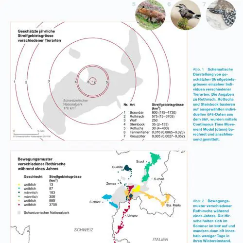 Schematische Darstellung von Streifgebietensgrössen verschiedener Tierarten im Vergleich zur Grösse des Nationalparks (oben) und Bewegungsmuster von Rothirschen