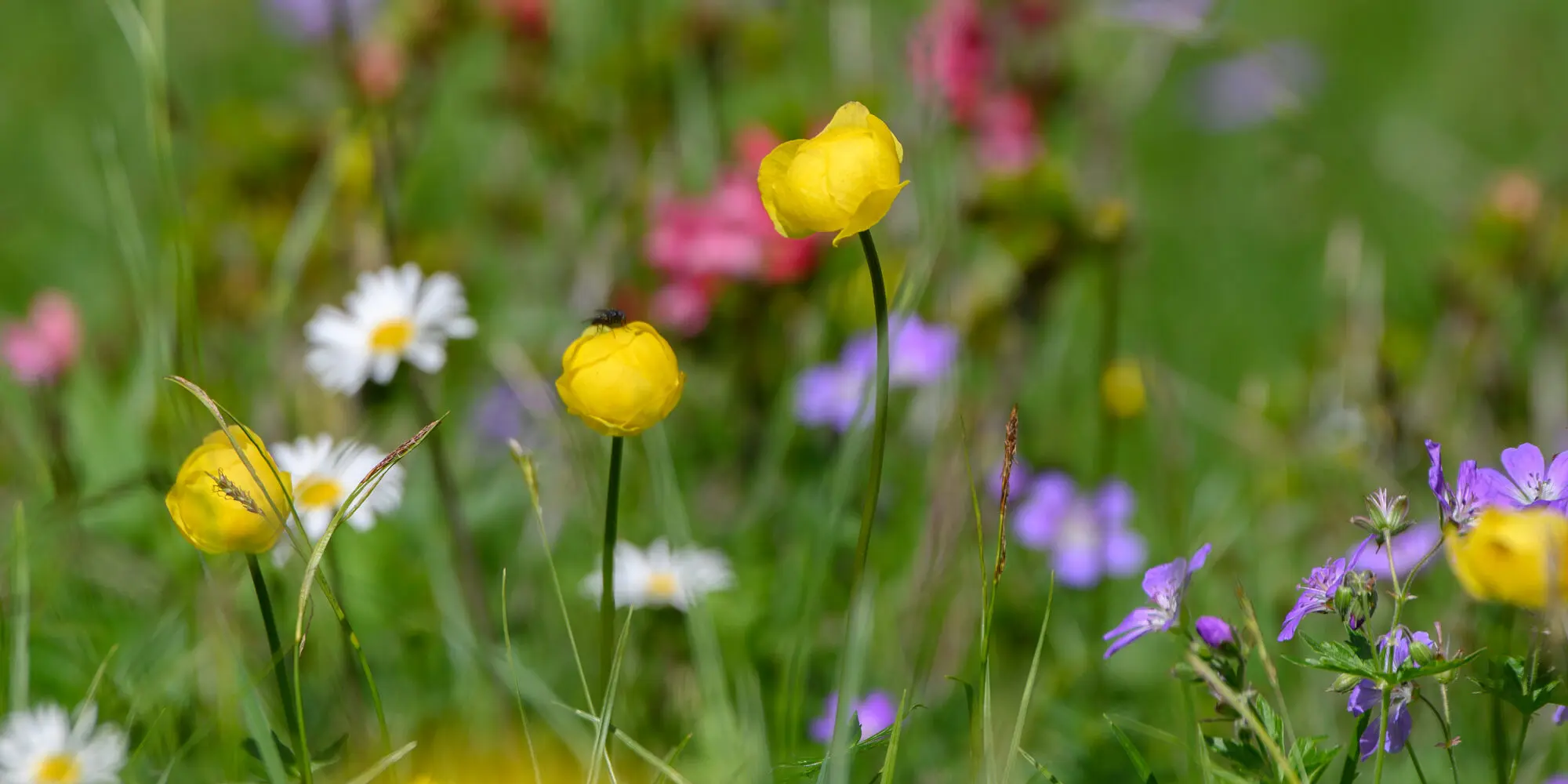 Farbige Blumenwiese mit Sumpfdotterblume, Storchschnabel und Margariten im Vordergrund
