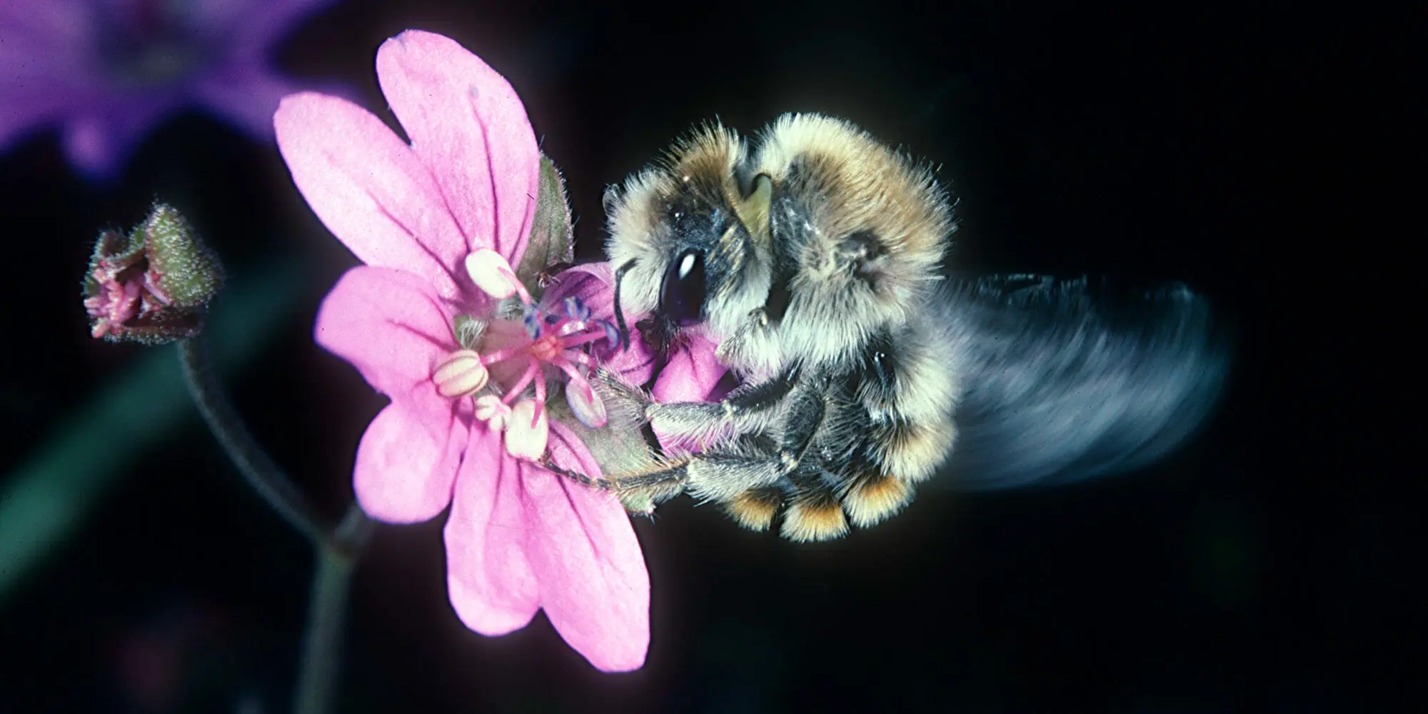 Mauerbiene, die ein Blütenblatt schneidet