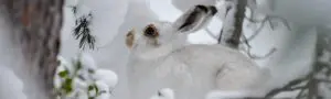 Schneehase im schneeweissen Winterfell