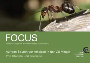 Titelbild zum Focus-Faltblatt Ameisen