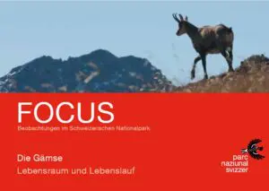 Titelbild zum Focus-Faltblatt Gämse