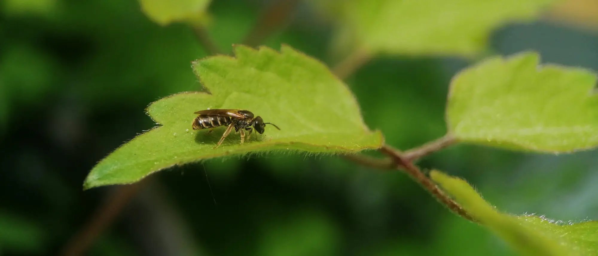 Wildbiene Halictus tumulorum auf Blatt