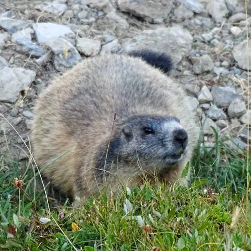Manche der Murmeltiere im #schweizernationalpark sind nun eindeutig mehr breit…