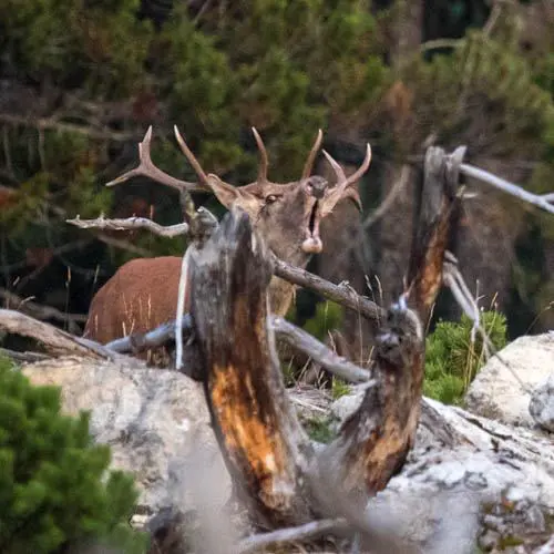 Im #schweizernationalpark werden Hirsche und Mitarbeitende langsam etwas unruhig: die…
