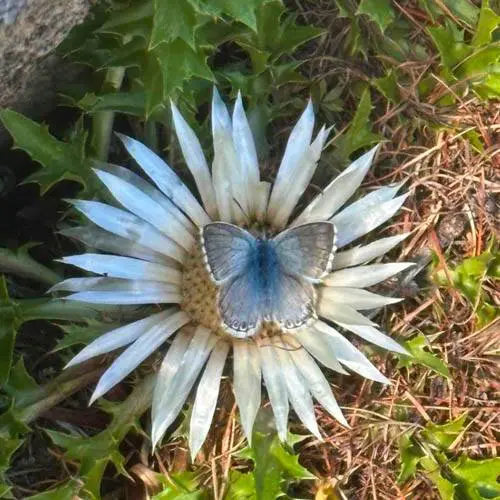 Unterwegs auf einem weiss-blau-weiss markierten Wanderweg im #schweizernationalpark zu botanischen…