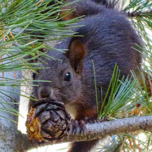 A propos Eichhörnchen: Wussten Sie, dass Eichhörnchen eine gute Messgrösse…