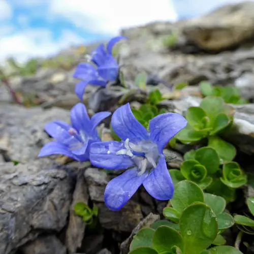 Was erzählt uns eine unscheinbare Alpenblume über Boden, Klima und…