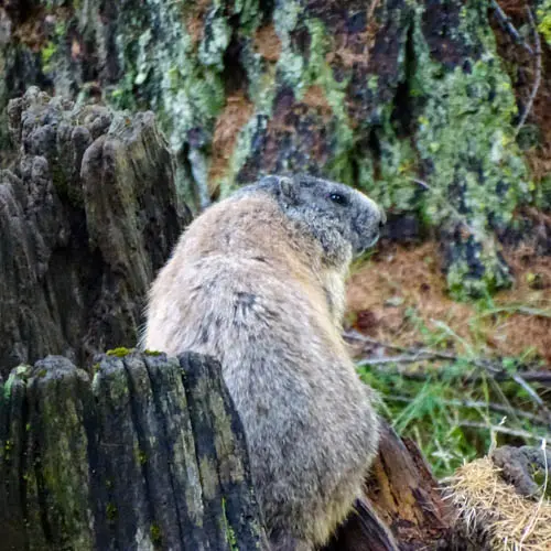 Im #schweizernationalpark sind die Murmeltiere in tieferen Lagen bereits verschwunden:…