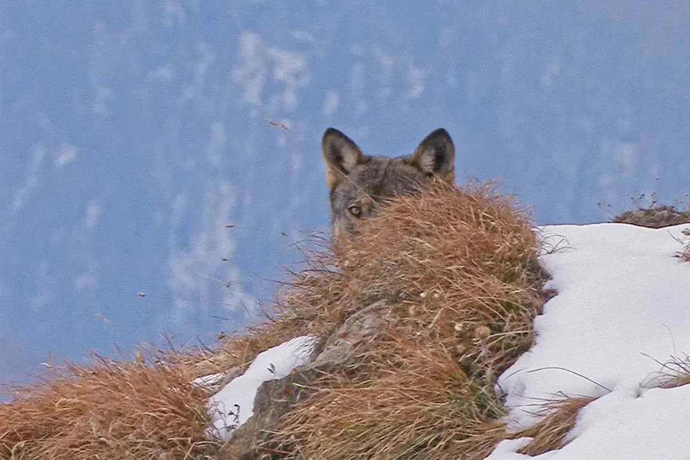 Die Emotionalität, mit welcher wir Menschen dem Wolf begegnen, hat…