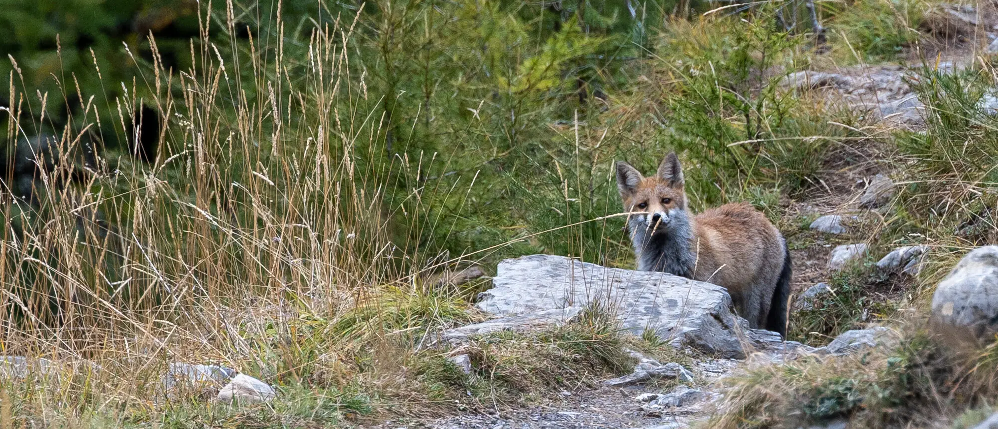 Fuchs