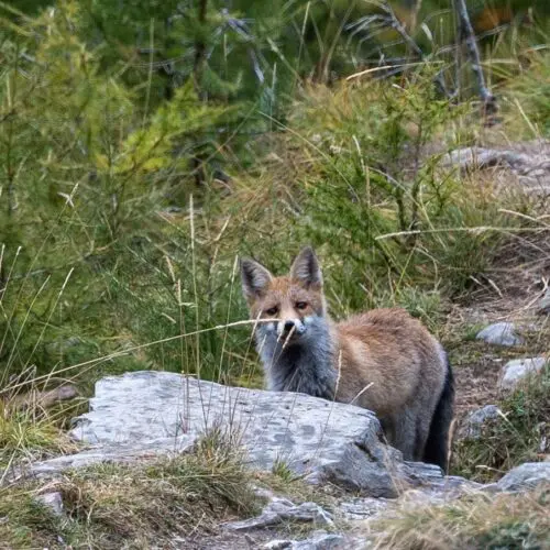 Fuchs