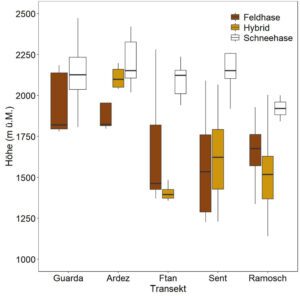 Boxplot-Abbildung mit Verteilung Feldhasen, Hybriden und Schneehasen auf unterschiedlichen Höhenlagen in verschiedenen Dörfern im Engadin