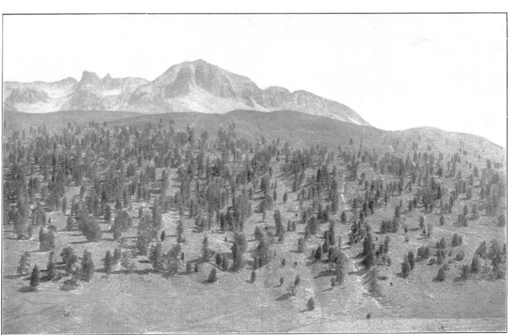 God da Tamangur 1901